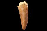 Serrated, Raptor Tooth - Real Dinosaur Tooth #89266-1